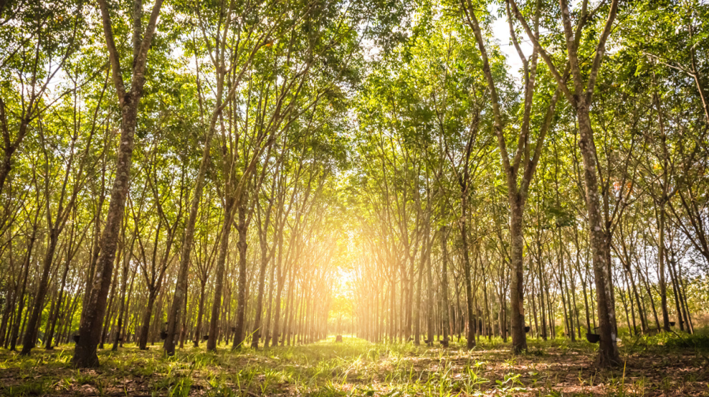 hevea brasiliensis tree farm with sun setting