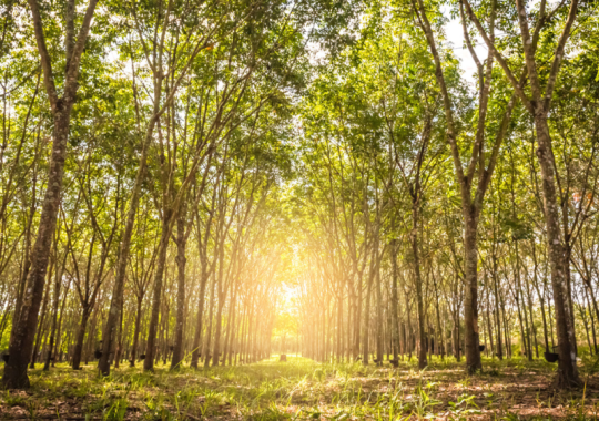 hevea brasiliensis tree farm with sun setting